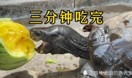 超级吃瓜小能手,超级吃瓜小能手带你领略幕后风云