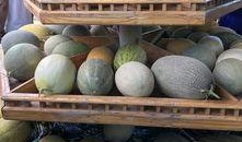 新疆免费吃瓜地点,免费畅享瓜果盛宴的甜蜜之旅