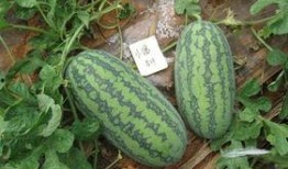 富瓜要怎么吃,探索各种吃法