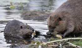 海狸haily吃瓜,海狸Haily的瓜田奇遇记