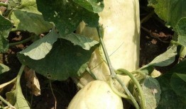 发电骚瓜可以吃吗,揭秘其食用价值与烹饪技巧