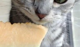 猫咪吃瓜的歌曲,一首萌趣歌曲带你领略喵星人的趣味生活