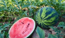 贴吧吃的瓜,那些让人垂涎欲滴的美食瓜