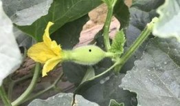 荆河吃瓜,揭秘吃瓜群众的狂欢盛宴