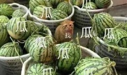 maddy理性吃瓜,揭秘娱乐圈幕后真相