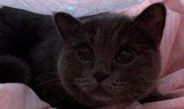 带你吃瓜猫手办,萌态可掬，趣味横生