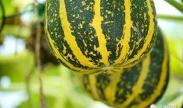 吃瓜专属歌曲大全,盘点那些让人捧腹大笑的吃瓜专属歌曲