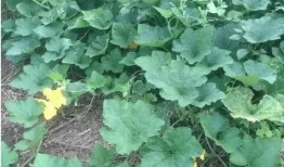 民权县吃瓜,探寻当地特色美食之旅