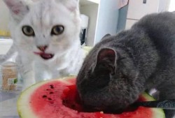 毛猫吃瓜
