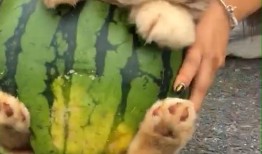 狗吃生瓜,探索生瓜的诱惑