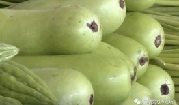 王女士吃瓜,王女士的瓜田奇遇记