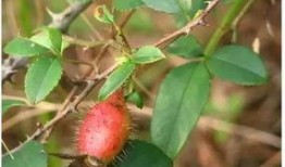 灵子吃瓜日记,揭秘娱乐圈幕后故事