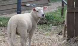 吃瓜羊羊没烦恼,快乐生活，无忧无虑