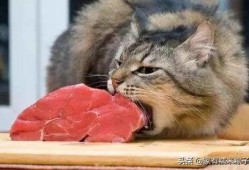 吃瓜猫噜噜,揭秘娱乐圈的幕后故事