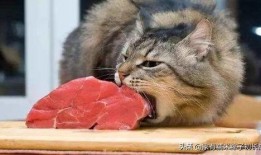 吃瓜猫噜噜,揭秘娱乐圈的幕后故事