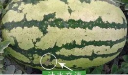 温州吃瓜事件黄,黄生引发的舆论漩涡与反思