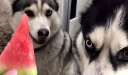 哈族吃瓜,瓜果飘香，尽享夏日清凉