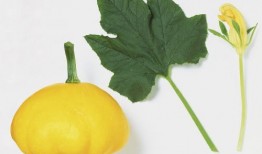 黄守瓜为何只吃瓜叶子,黄守瓜偏食瓜叶之谜探究