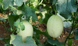 瓜叔带你吃瓜,一网打尽吃瓜盛宴