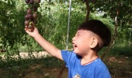 林鑫吃瓜,揭秘娱乐圈幕后故事