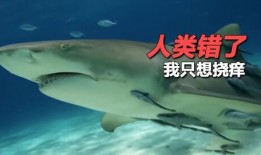 傻鲨吃瓜,揭秘网络热点的趣味解读