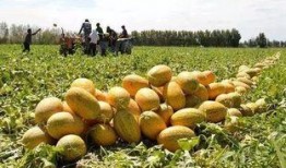 贝可可吃哈密瓜,甜蜜时光的美好回忆