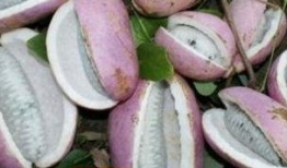 乌龟吃八月瓜,乌龟的八月瓜美食之旅