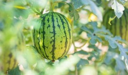 文登师范吃瓜,揭秘校园里的那些事儿