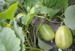 陕北小瓜怎么吃,解锁美味新体验