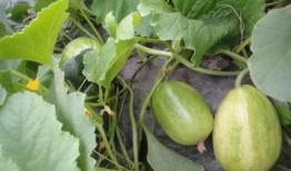 陕北小瓜怎么吃,解锁美味新体验