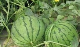 商丘永城吃瓜事件,一场网络热议背后的真相与反思