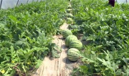 沂源最新吃瓜新闻视频,揭秘神秘事件背后的真相