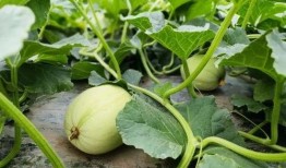 吃小瓜坏处,过度食用小瓜的五大潜在危害