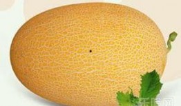长高吃哈密瓜,揭秘美味与健康的双重益处