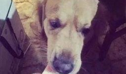 在线吃瓜的颜狗,揭秘娱乐圈颜值担当