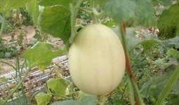 吃梨瓜会解药吗,传说中的解药之谜