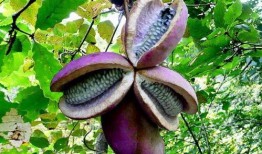 乌龟吃八月瓜,乌龟的八月瓜美食之旅