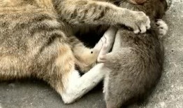 猫哥吃瓜,揭秘娱乐圈那些不为人知的幕后故事