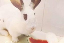 道具萌兔吃瓜,趣味横生的奇幻冒险之旅