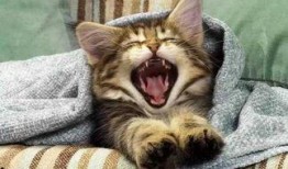 吃瓜猫噜噜,揭秘娱乐圈的幕后故事