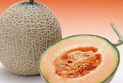家兔吃哈密瓜吗,探究兔子能否享用甜蜜果实