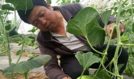 甘肃农民吃瓜,丰收喜悦映衬美好生活