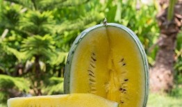 炮打灯吃瓜,揭秘网络热点的背后真相