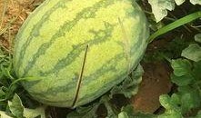 烂瓜吃瓜,揭秘娱乐圈背后的真相与笑料