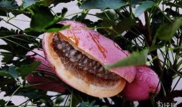 乌龟吃八月瓜,乌龟的八月瓜美食之旅