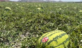 带你吃瓜之缅甸,带你吃瓜之旅