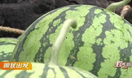 吃瓜线路,一场味蕾与文化的深度之旅