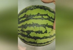 发电骚瓜可以吃吗,揭秘其食用价值与烹饪技巧