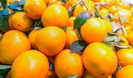 橙子小屋吃瓜,揭秘吃瓜群众的欢乐盛宴