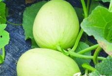 吃瓜有哪些品种,揭秘各式各样的吃瓜品种